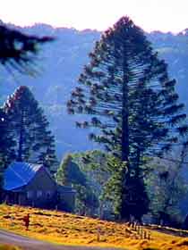Bunya Mountains National Park - Tourism Gold Coast 0