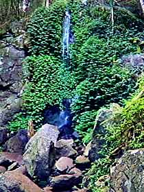 Bunya Mountains National Park - Tourism Gold Coast 2