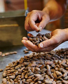 Bright Chocolate - Tourism Gold Coast 3