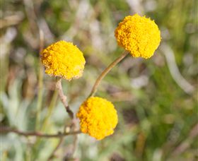 Billy Button Wines - Tourism Gold Coast 2