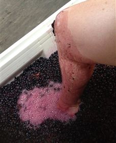 Billy Button Wines - Tourism Gold Coast 4