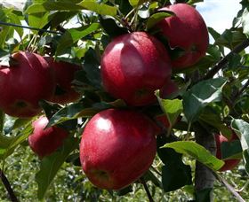 Wilgro Orchards - Tourism Gold Coast 3