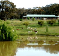Clearview Alpacas - Tourism Gold Coast