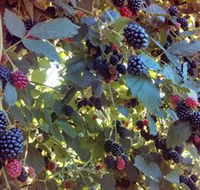 Gunnadoo Berries - Tourism Gold Coast