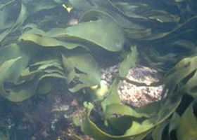 Churchill Island Marine National Park - Tourism Gold Coast 0