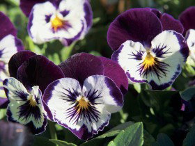 Newtown Park State Rose Garden - Gold Coast 0