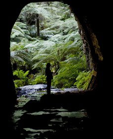 Glow Worm Tunnel - Tourism Gold Coast 2