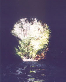 Glow Worm Tunnel - Tourism Gold Coast 0