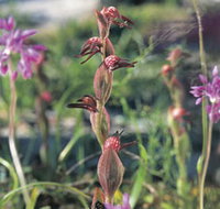 Carnamah-Eneabba Wildflower Drive - Tourism Gold Coast