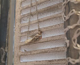 Sacs On Jenkins - Tourism Gold Coast 6