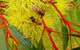 Ungulla Country Garden - thumb 6