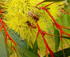 Ungulla Country Garden - Tourism Gold Coast 6