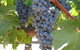 Joshuas Fault Wine - thumb 0