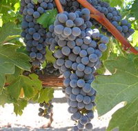 Joshuas Fault Wine - Tourism Gold Coast