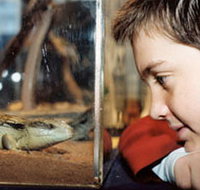 Canberra Reptile Zoo - Tourism Gold Coast