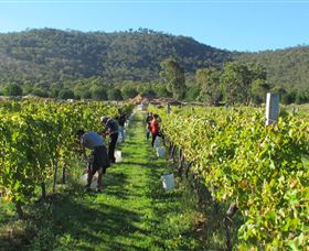 Savina Lane Premum Wines - Tourism Gold Coast 1