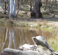 Mulligans Flat - Tourism Gold Coast