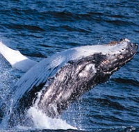 Sydney Eco Whale Watching - Tourism Gold Coast