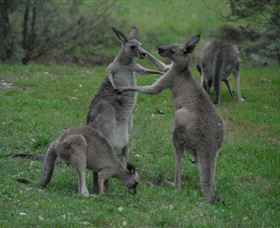 Sydney Private Guided Tours - Tourism Gold Coast 3