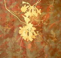 Fellia Melas Gallery - Gold Coast