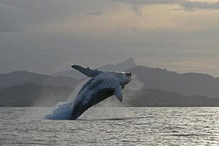 Byron Bay Whale Watching - Tourism Gold Coast 1