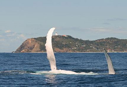 Byron Bay Whale Watching - Tourism Gold Coast 3