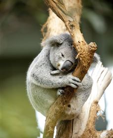 VIP Aussie Gold - Tourism Gold Coast 1