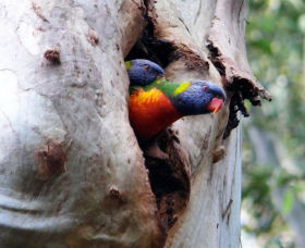 West Pennant Hills NSW Tourism Gold Coast