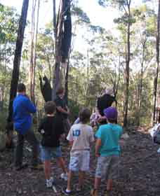 Boronia Tours - Gold Coast 1