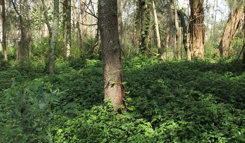 Second Ponds Creek Walk - Tourism Gold Coast 1