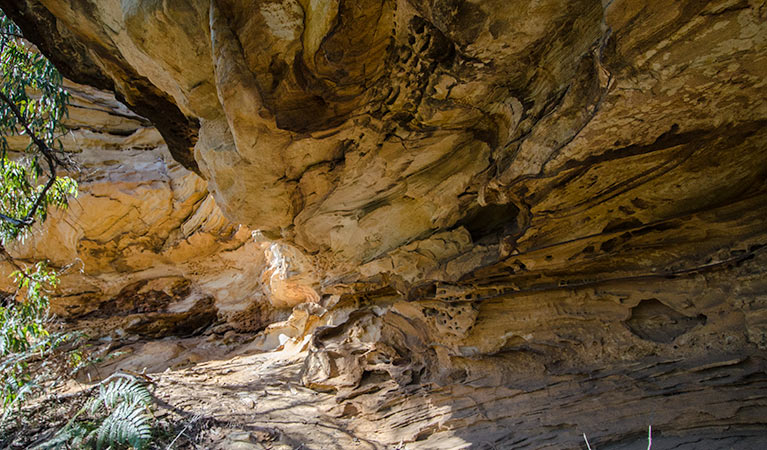 Canoelands NSW Tourism Gold Coast