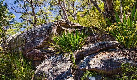 Canoelands Ridge Walking Track - Gold Coast 1
