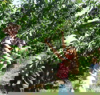 Forest Range Cherries - Tourism Gold Coast