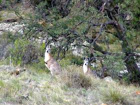 Saunders Gorge Sanctuary - Tourism Gold Coast 2