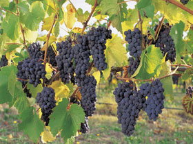 Hills Short Wine And Food Trail - Tourism Gold Coast 0