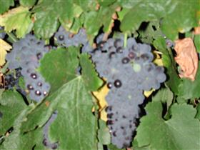 Grancari - Gold Coast 2