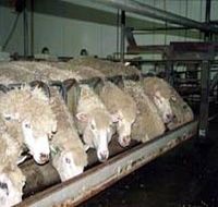 Island Pure Sheep Dairy And Cheese Factory - Tourism Gold Coast