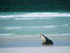 Flinders Chase National Park - Tourism Gold Coast 1