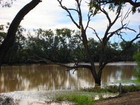 Allan Tannock Weir - Gold Coast 3