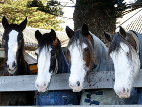 Victor Harbor Horse Drawn Tramway - Tourism Gold Coast 0