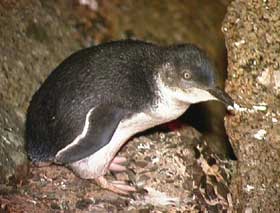 Granite Island Recreation Park - Tourism Gold Coast 1