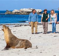 Seal Bay Conservation Park - Tourism Gold Coast