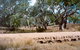 Charleville - Ward River Fishing Spot - thumb 1