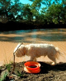 Charleville - 27 Mile Warrego River Fishing Spot - Tourism Gold Coast 0