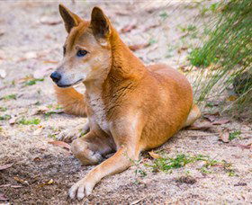 Territory Wildlife Park - Tourism Gold Coast 2