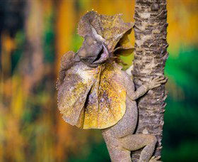 Territory Wildlife Park - Tourism Gold Coast 1