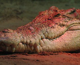 Territory Wildlife Park - Tourism Gold Coast 3