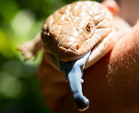 Territory Wildlife Park - Tourism Gold Coast 5