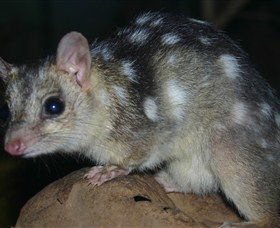 Territory Wildlife Park - Tourism Gold Coast 6