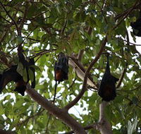 Manngarre Rainforest Walk - Tourism Gold Coast